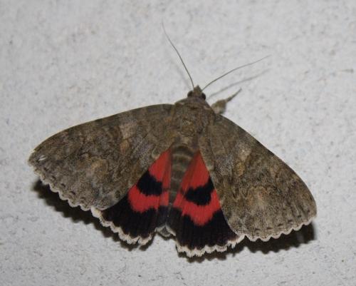 Réf. 237 368 : Catocala nupta